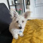 Casper Walker-Heath - @casper_the_westipoo_24 - Instagram