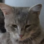 Casper - @casperwatson_thecat - Instagram