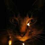 CasperTheFriendlyCat - @casper_watson - Instagram
