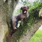 Casper Whitehead - @lambpupbubba - Instagram