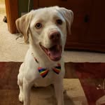 Casper Whitehead - @goodboi_casper - Instagram