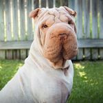 Casper Williams - @winston_sharpei - Instagram