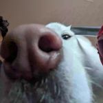 Anirudh Sundar Rajan - @casper_the_wolf_dog - Instagram