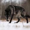 Blackwolf - @casperwhitewolf_ - TikTok