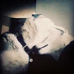 Casper - @casper_wolfgang - Instagram