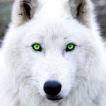 Casper Lee Carpius - @casper.wolf - Instagram