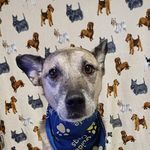 Casper the Friendly Wolf - @casperthe_friendlywolf - Instagram