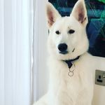 Casper the Wolf - @casper.x.wolf - Instagram
