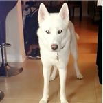 Casper The Wolf - @casper.thewolf - Instagram