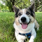 Mr. Casper Wolf 👻 from Hungary - @casperthecrazycorgi - Instagram