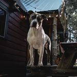 Cassandra Blue Bully - @cassandra.bluebully - Instagram