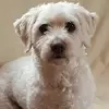 Cassandra Chapelle - @cassandra.chapell - TikTok