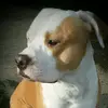 Cassandra Crump - @pittbulllady - TikTok
