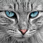 Daniela Catalano - Facebook