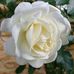 Cassandre Dutton - Facebook