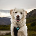 Cassandra & Harper | Dog-Friendly Western Canada Adventures - @wildadventureswithharper - Instagram