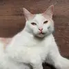 Kassandra Hogan - @kassandrahogan29 - TikTok