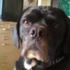 buster - @cassandrajacobson1 - TikTok