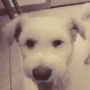 Cassandra Kim - @cassandrakim3 - TikTok