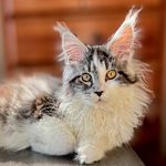 Cassandra - @cassandra.maine.cat - Instagram