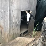 Cassandra Odom - @animalrightspetitionsandmore - Instagram