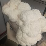 Cassandra Olson - @uvmfarm - Instagram