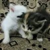 CassandraOlson - @mariozvi528 - TikTok