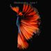 Cassandra Pinkney - Facebook