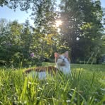 Cassandra Ève Thibodeau - Facebook