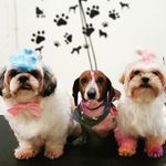 Cassandra Vance - @thecultofshihweenies - Instagram