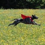 Cassandra Warren - @portlandbarkbus - Instagram