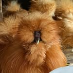 Cassandra West - @countrysides_little_farm - Instagram