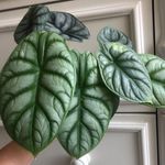 Cassandra Wilkinson - @pocketplantfoliage - Instagram