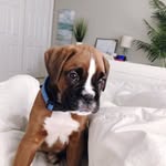 Oakley Cassidy - @oakleythe_boxer - Instagram
