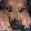 Cassidy Cole - @puppylove20234 - TikTok