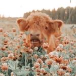 Cassidy Conlon - @the_cow_picasso - Instagram