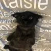 Cassidyblackcoon - @cassidyblackcoon - TikTok