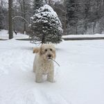 Cassie Dodds - @cassie.goldendoodle - Instagram