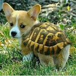 dog_lover🐶🐶🐕🐕🐾🐾 - @cassidy_dodds - Instagram