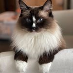Cassie Dorman - @migstheragdoll - Instagram