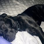 Cassidy Doss - @loki_and_rilo - Instagram