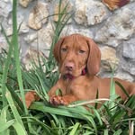 Cassidy Jones - @indy_the_island_dog - Instagram