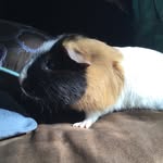 SmoresTheGuineaPig - @cassidylackey07 - Instagram