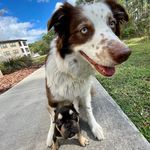 Cassie & Beans - @dailydoseof_cassieandbeans - Instagram