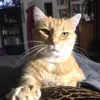 Cassiebean - @cassieford989 - TikTok
