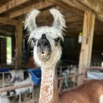Cassie Beasley - @llama_jace - Instagram