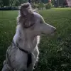 ❄️Cassie⛄️ - @cassie.border.dog - TikTok