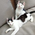 Cassie & Cody - @cassie_and_cody_cats - Instagram
