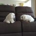 Cassie and Cody - Facebook