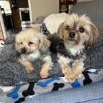 Cassie  & Daisy - @twocuteyorkies - Instagram